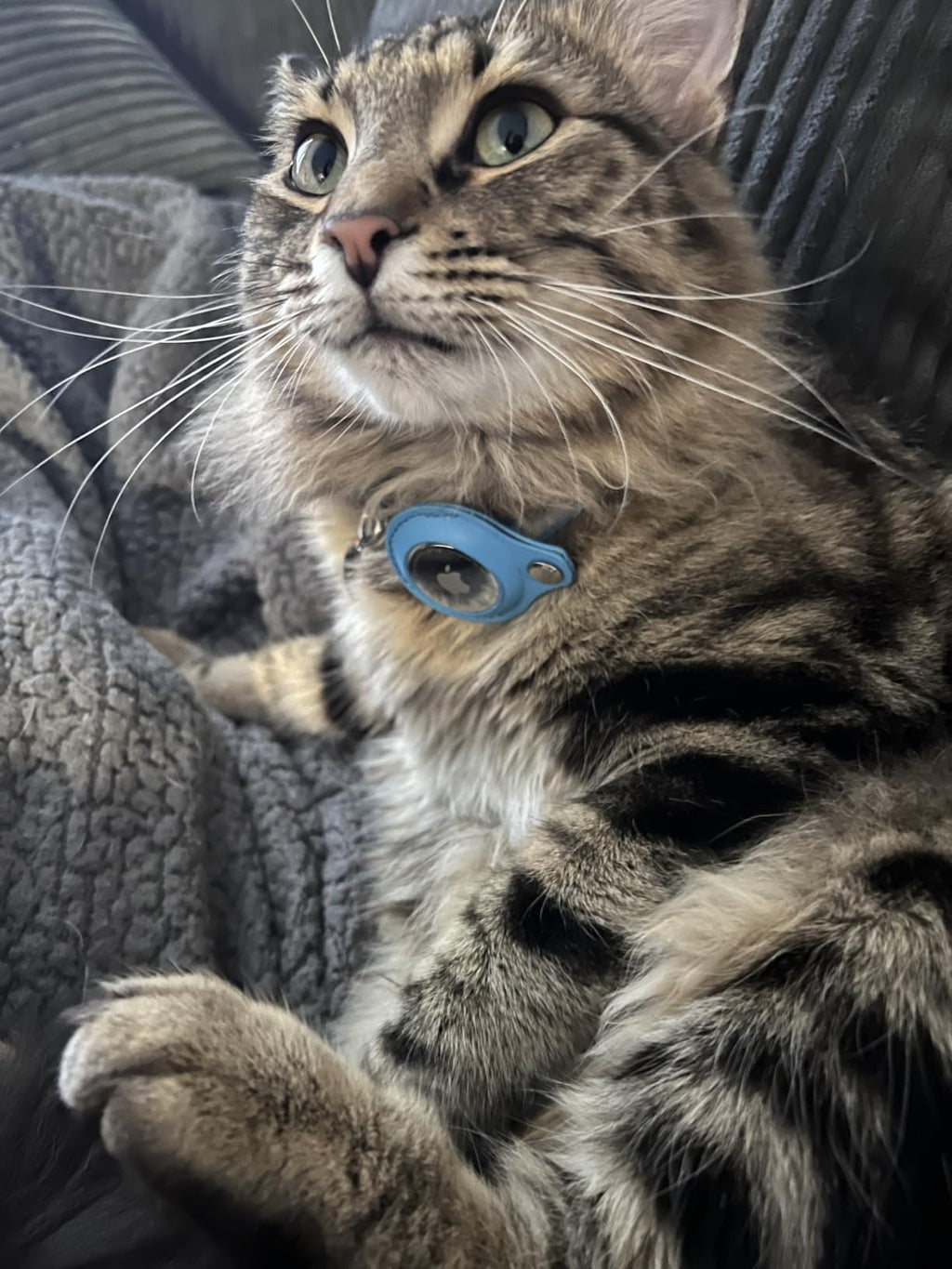 Reflective AirTag Cat Collar — Integrated Safety Design