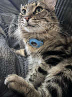 Reflective AirTag Cat Collar — Integrated Safety Design